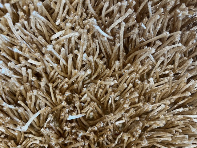 Shaggy Rug - 60'' x 36'' Polyester Beige - Image 3