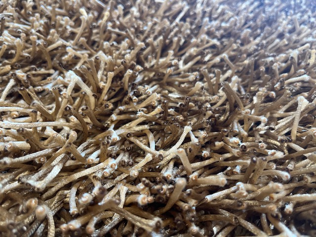 Shaggy Rug - 60'' x 36'' Polyester Beige - Image 4